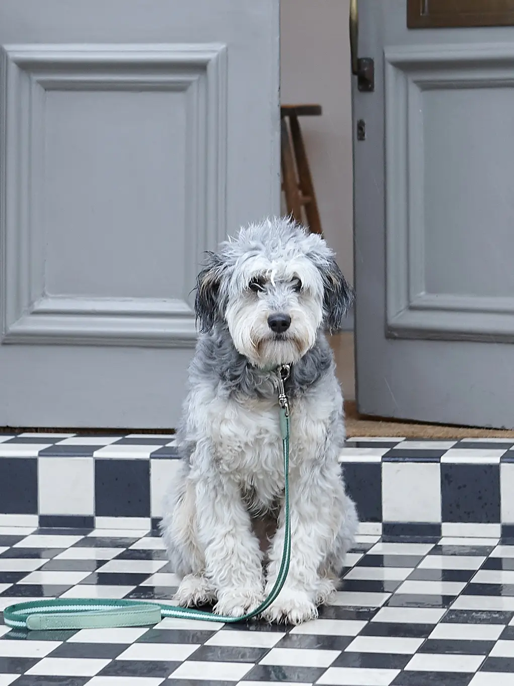 A dog stands on a black and white tiled floor in front of a door