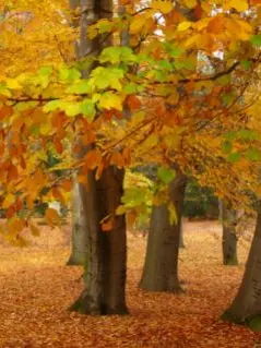 A forest in autumn