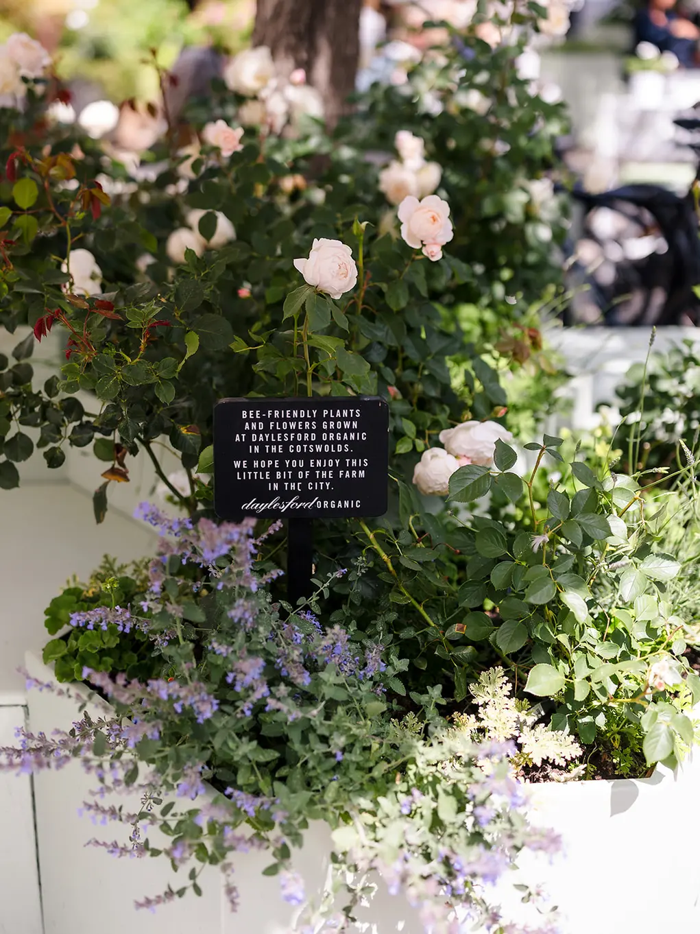 Bee-friendly flowers outside Daylesford Organic