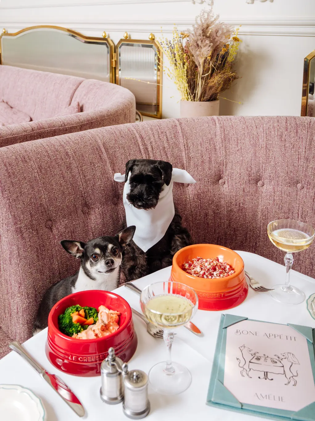 dog sat down at table