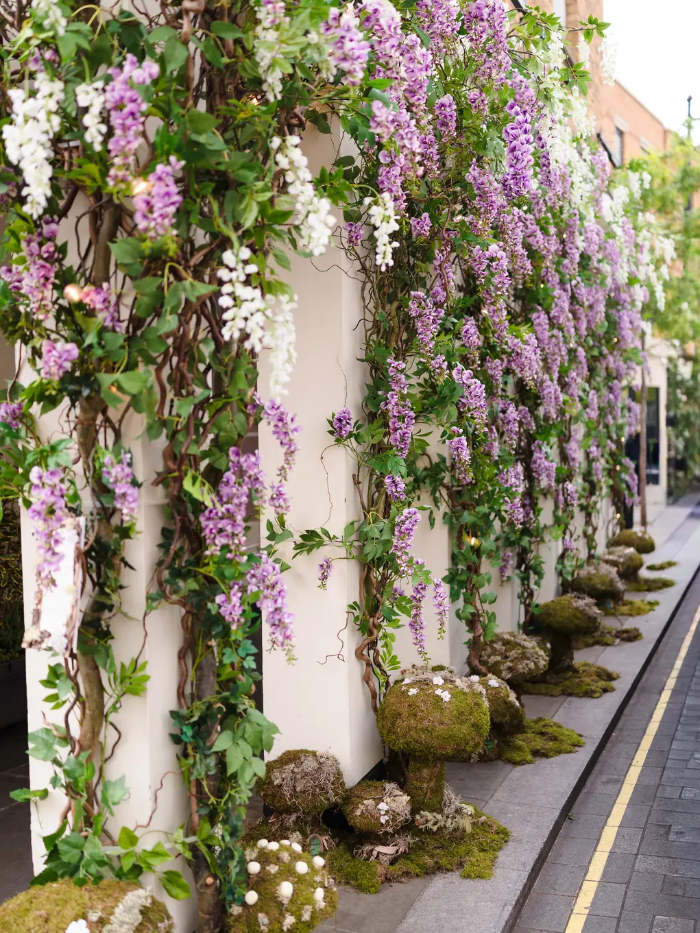 wisteria