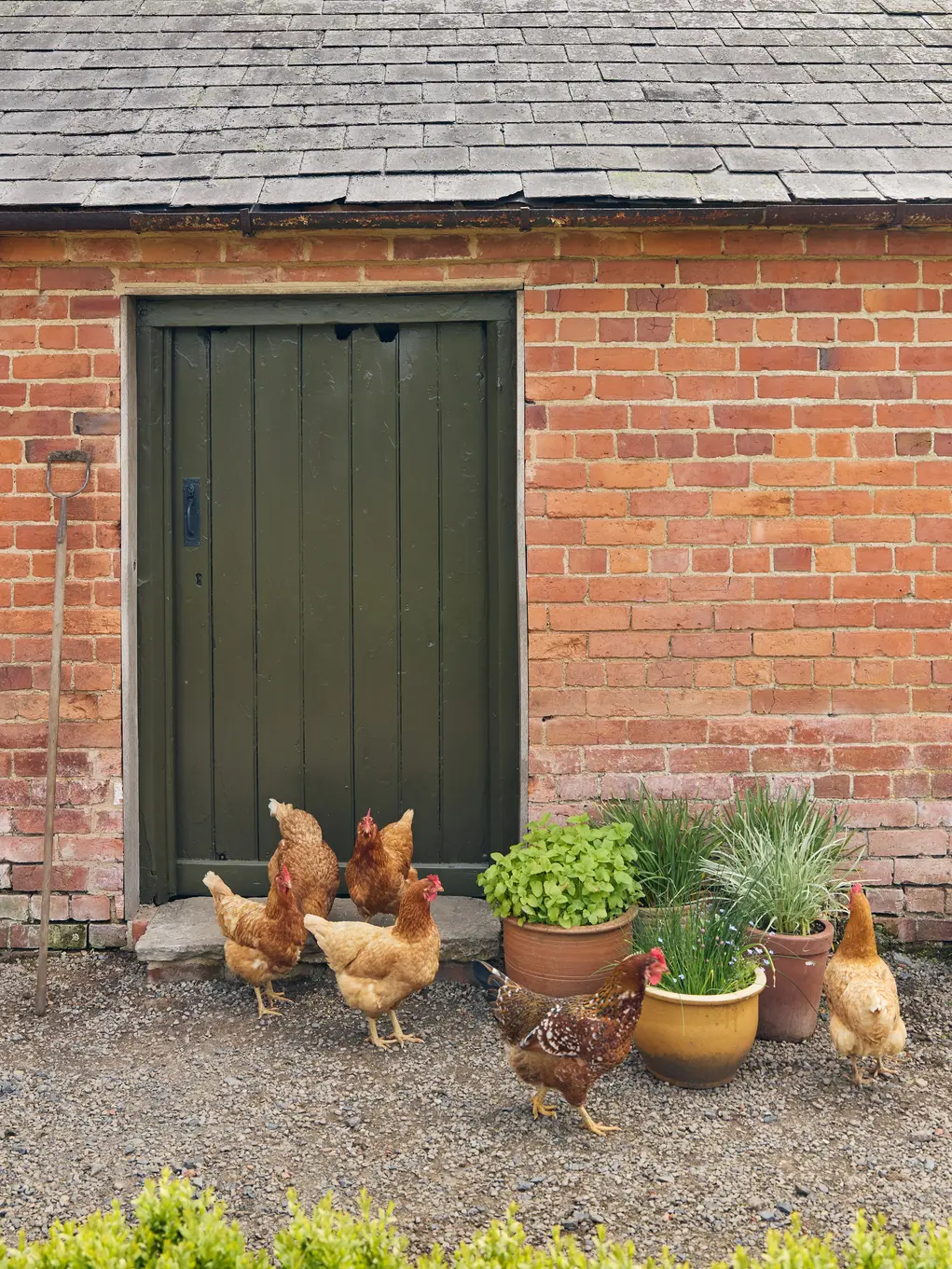 door and chickens
